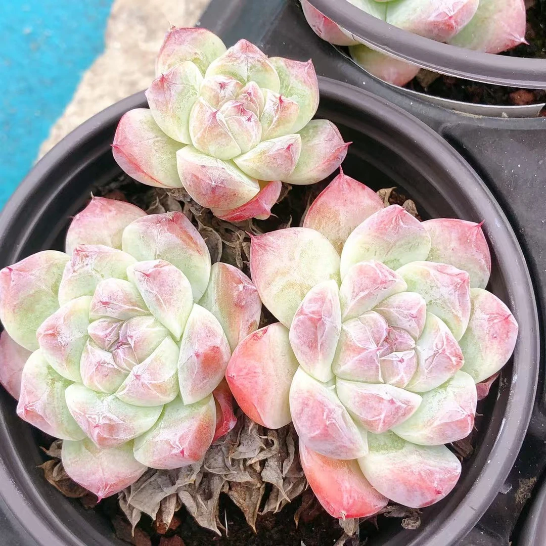117号多肉植物   三头起如梦令一颗（尺寸8左右）满28包邮除偏远