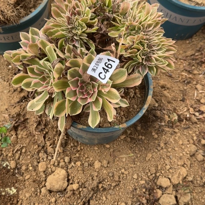 461 多肉植物不包括断枝