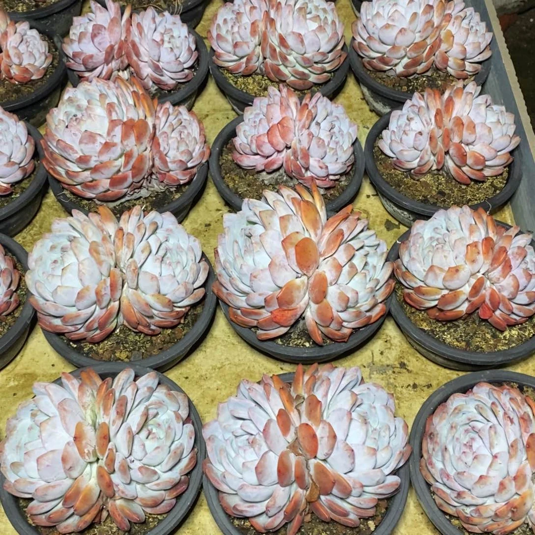 啊军喵多肉橙子双头38包邮