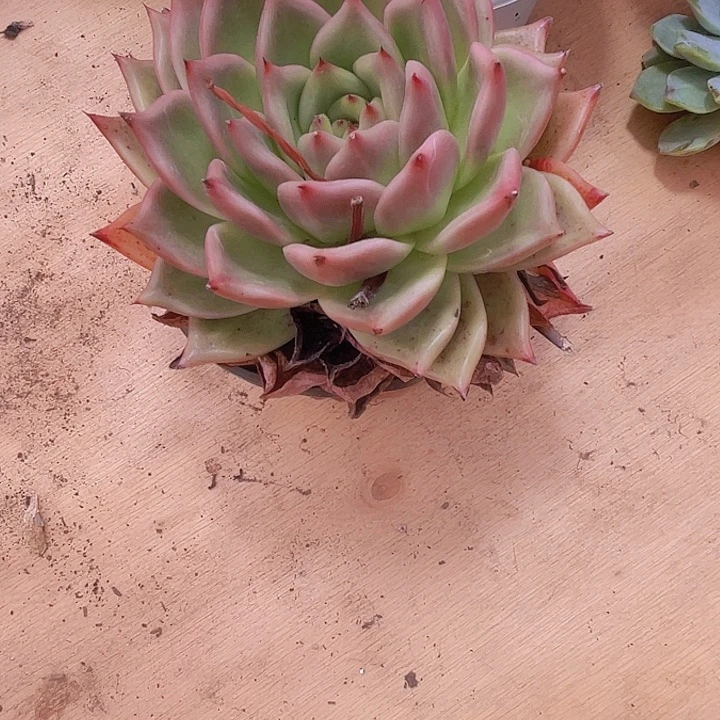 魔*0000000000000000212