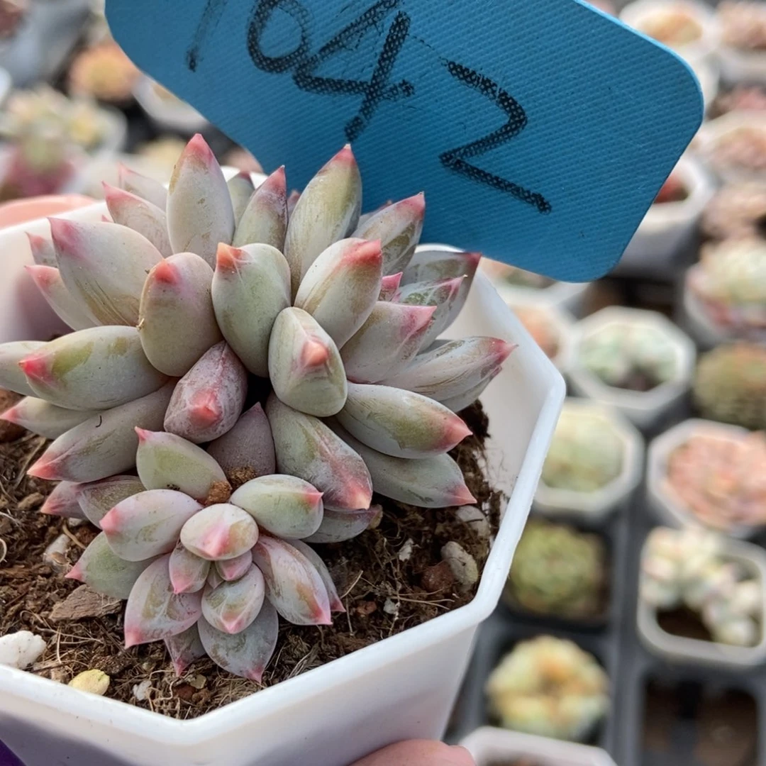 1042梦幻美人多肉植物