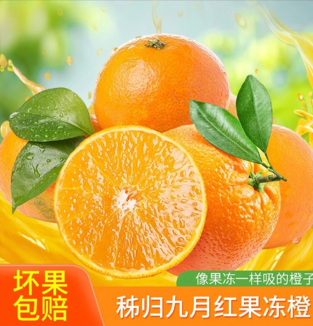 湖北秭归江边脐橙九月红果冻橙应季水果细腻无渣现摘现发坏果包赔