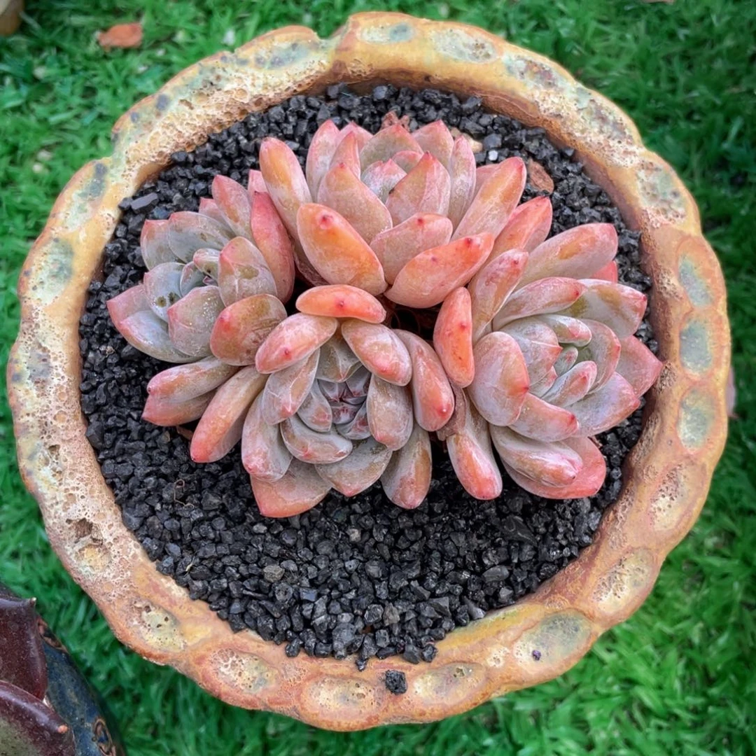 C***没多肉植物盆栽多肉植物