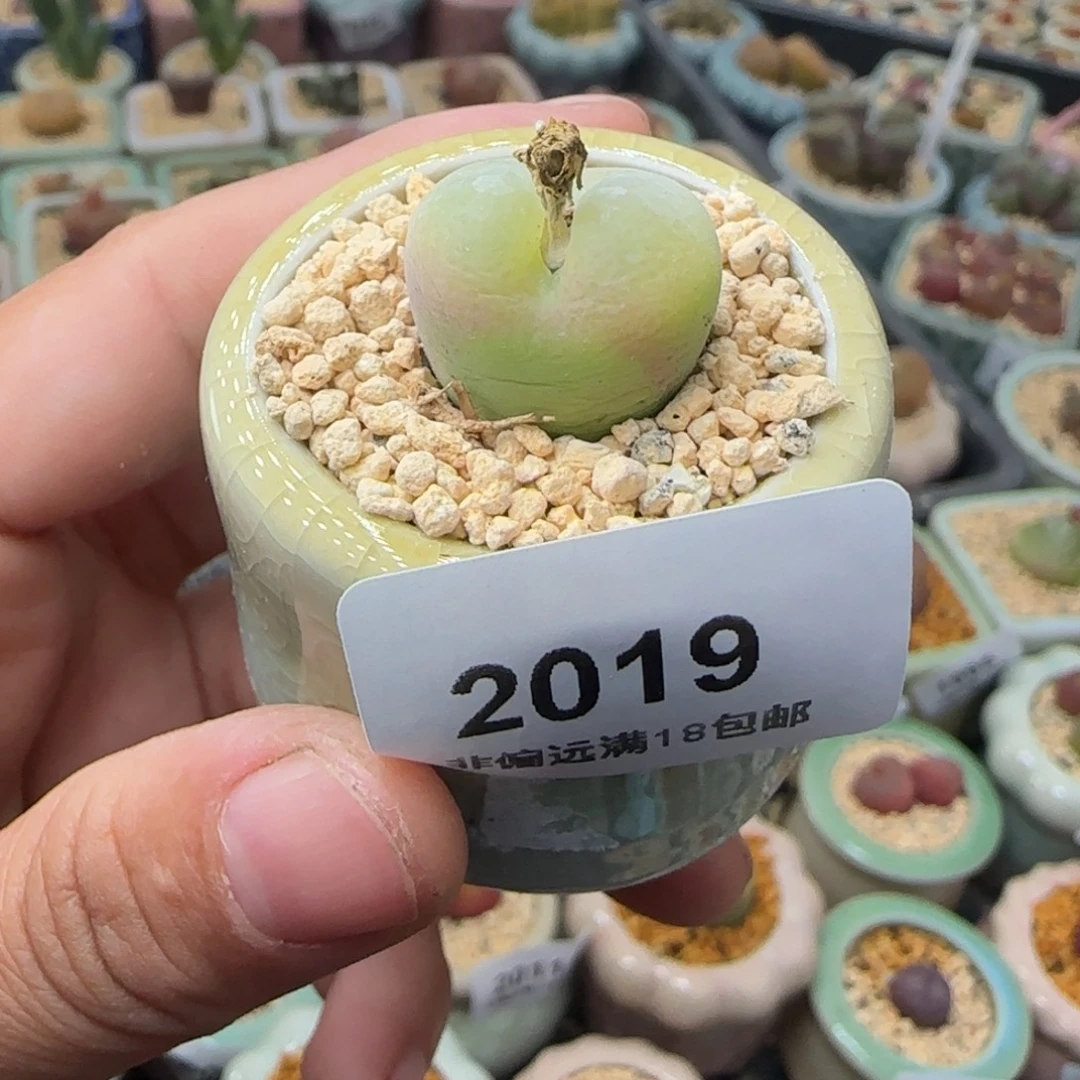 2019--一物一拍 带盆