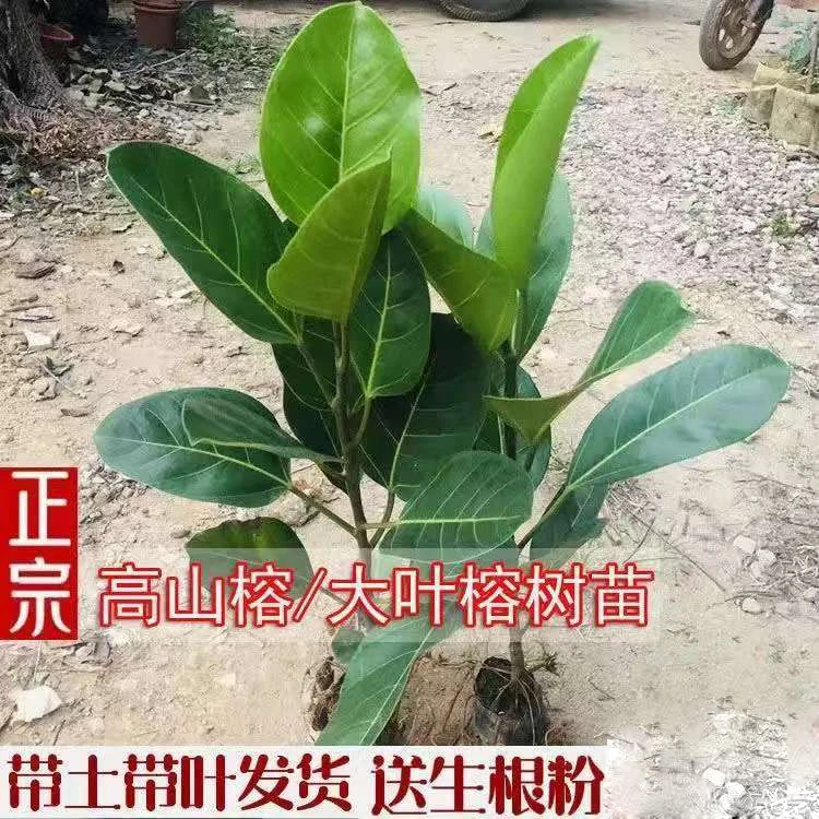 正宗大叶大叶榕高山榕苗榕树树苗绿化吸水盆栽大青树庭院盆景植物