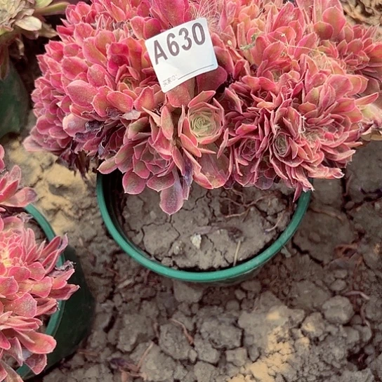 香妃法师朵缀8-46