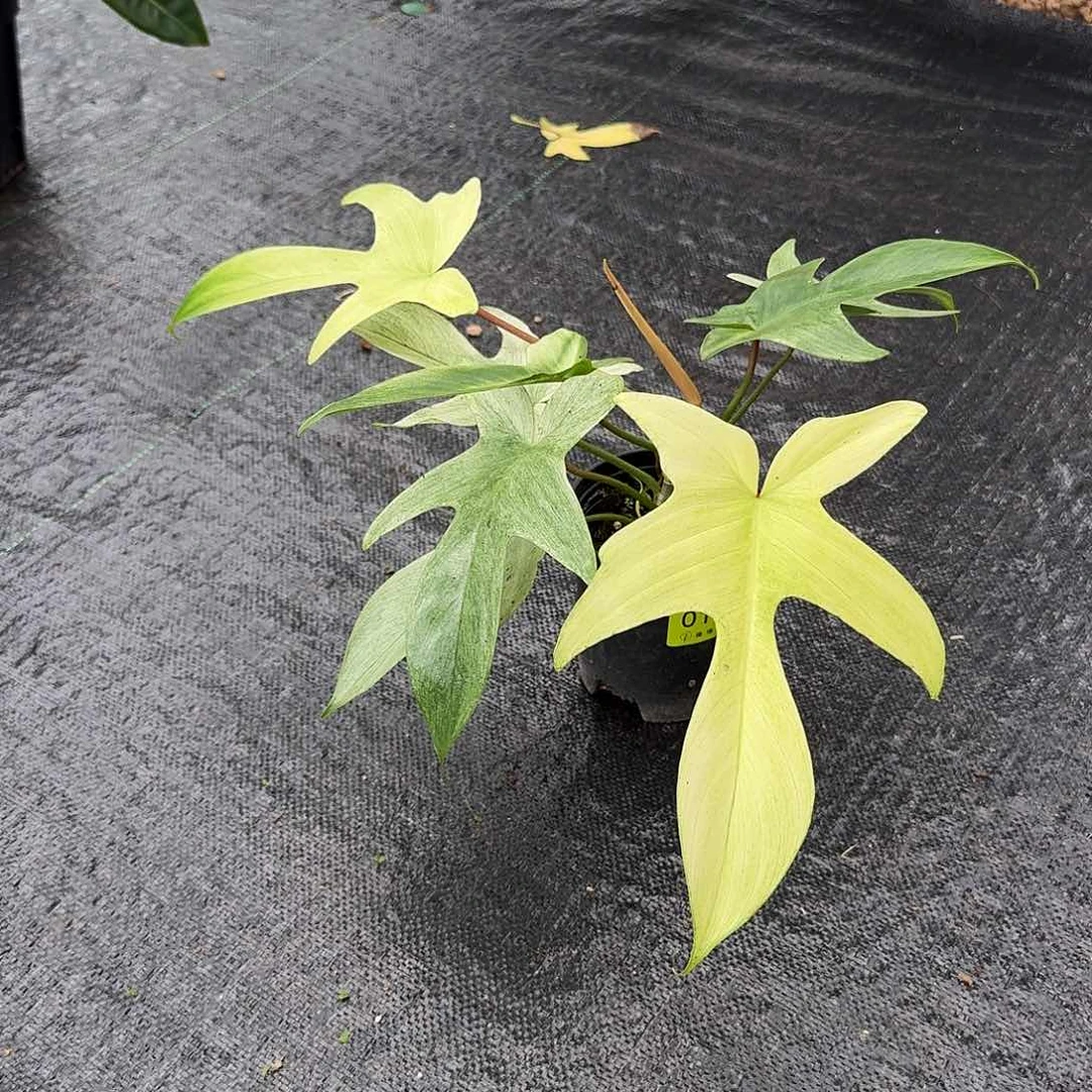 黑***猫完全开放0179幽灵飞机蔓绿绒