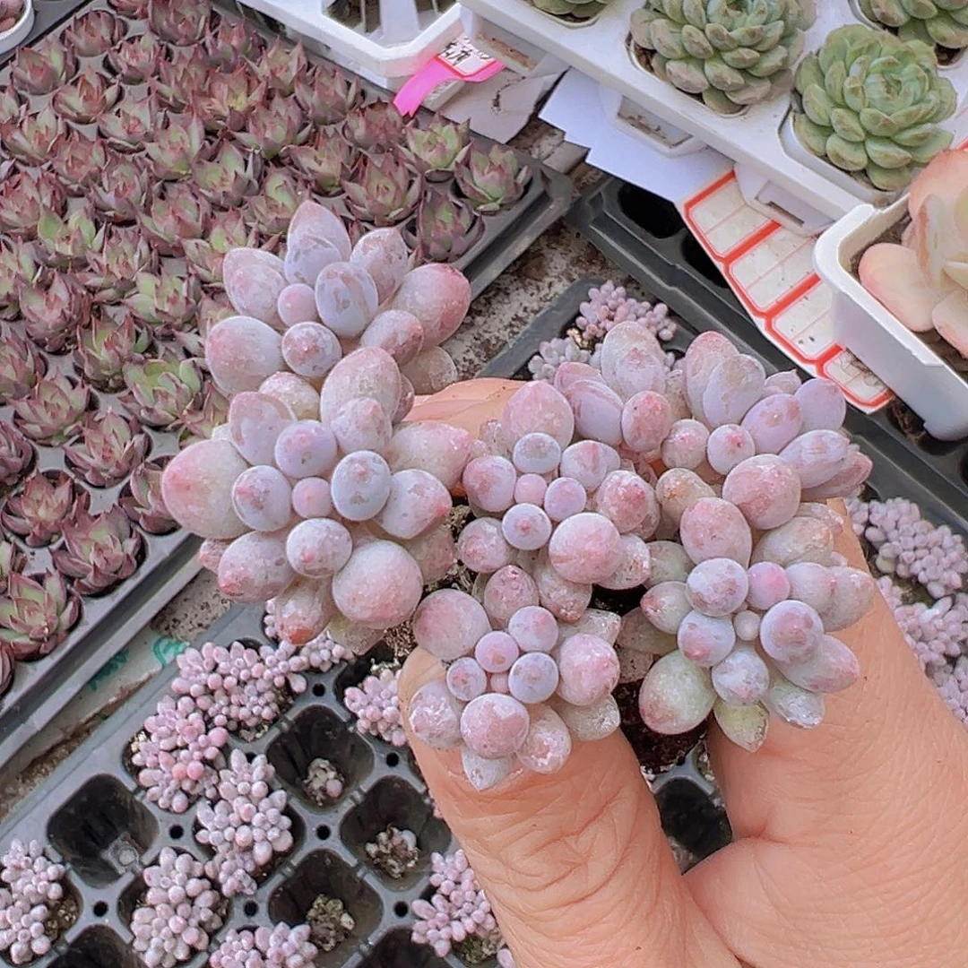 穴盘手指苗3颗19包邮多肉