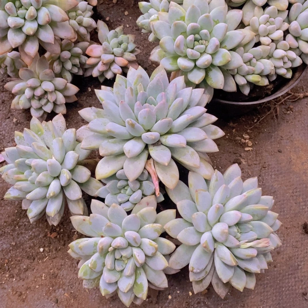 端***姐多肉植物植物植物植物