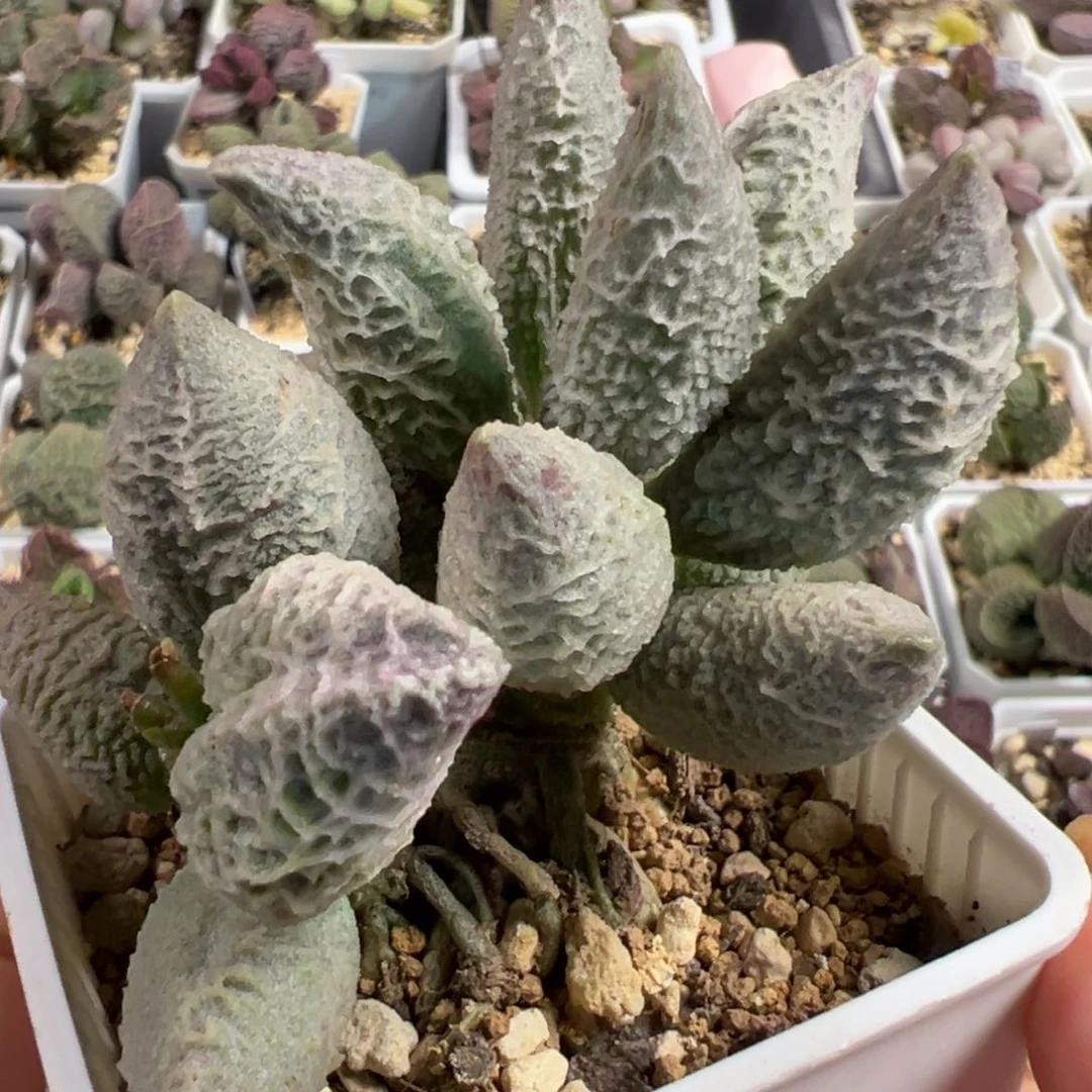 融化纹冰激凌多头纯木质桩多肉植物