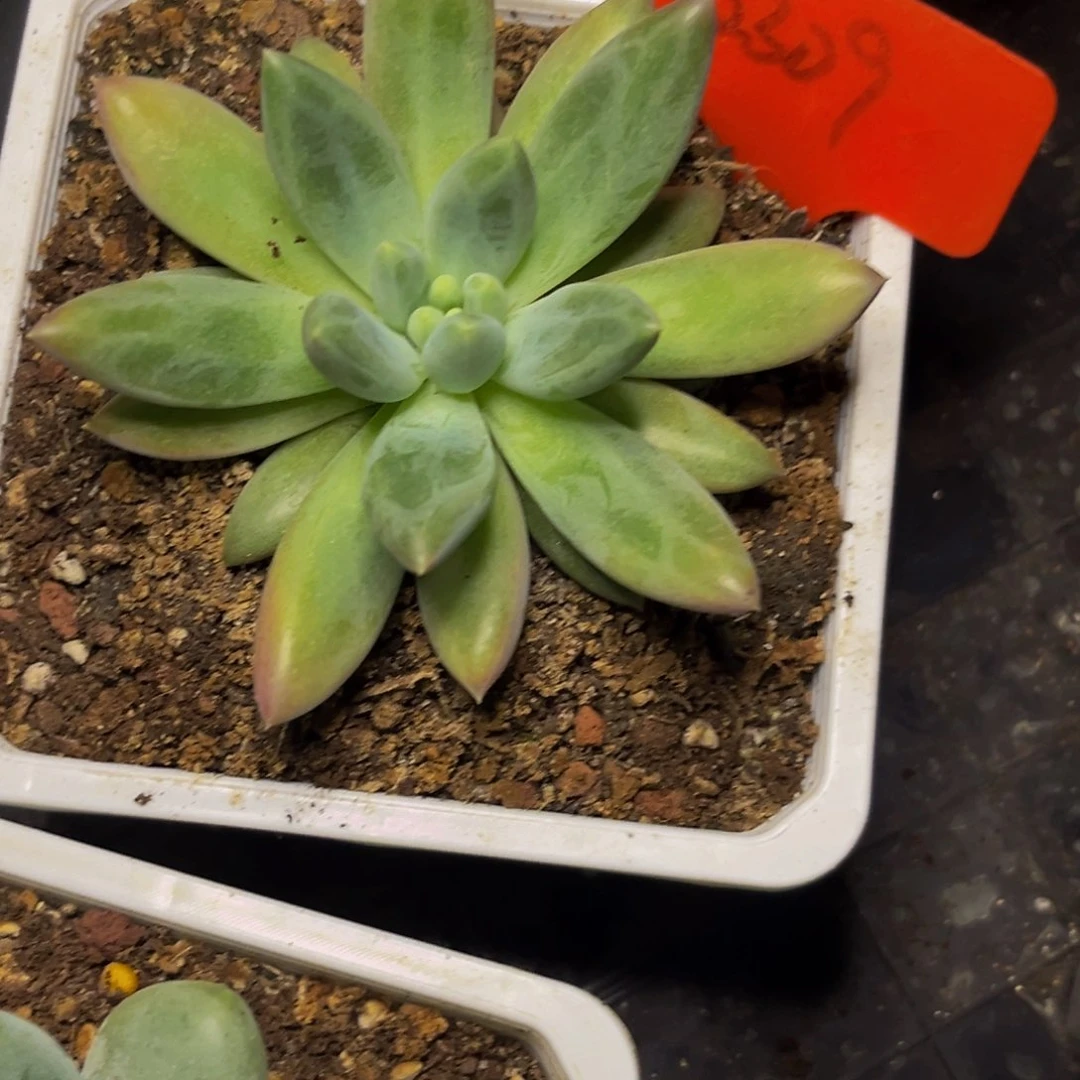 2309下午多肉植物群生