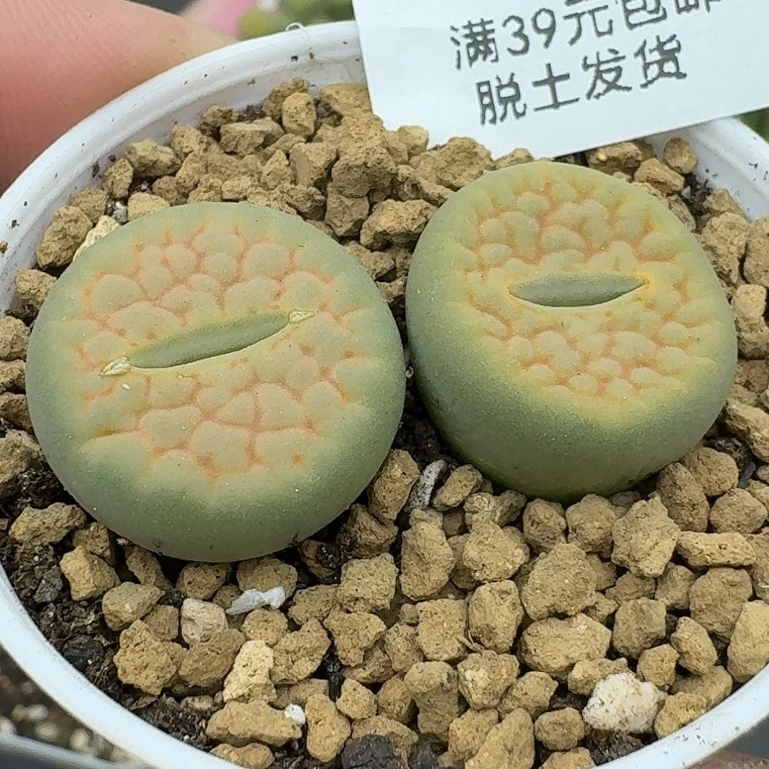 205多肉哈哈哈哈哈哈哈