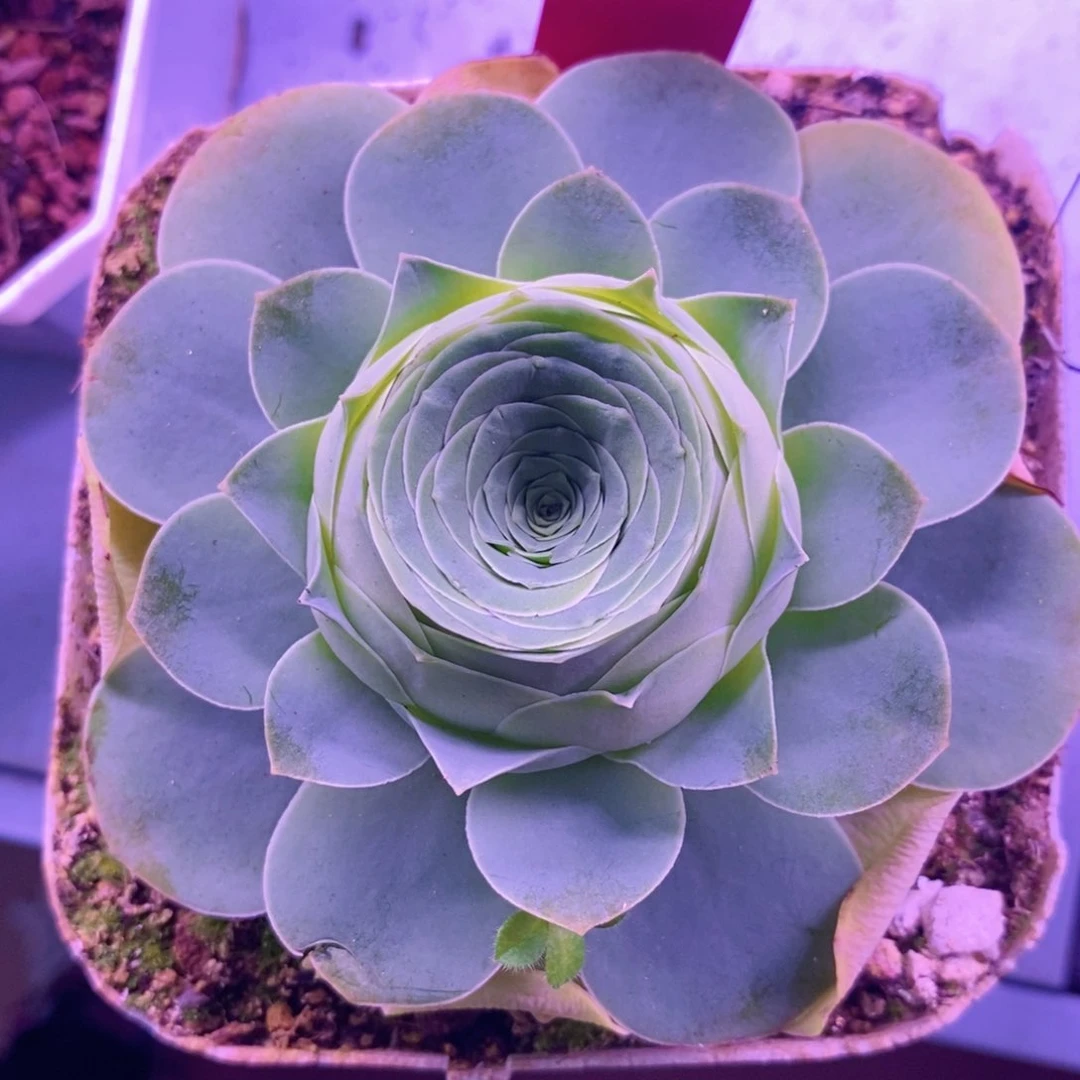 山地玫瑰福利一物一拍481离歌