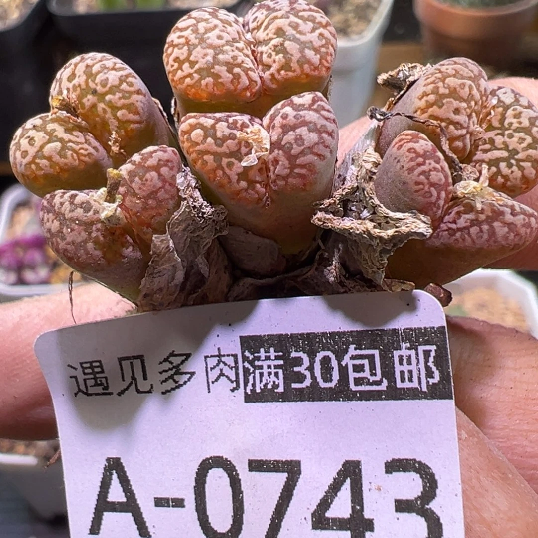 多肉植物1111111111111