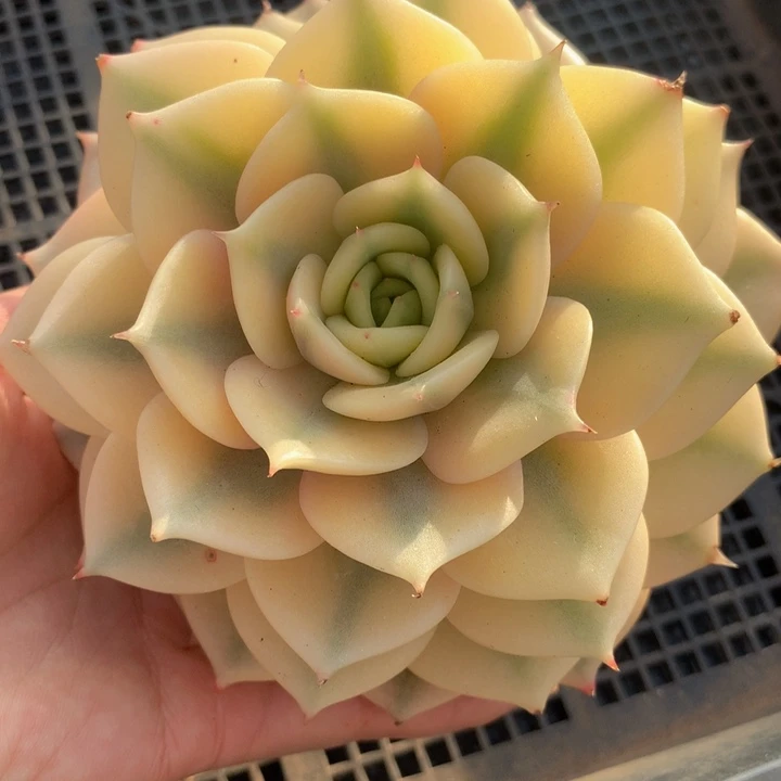 贝加尔湖锦，一物一拍