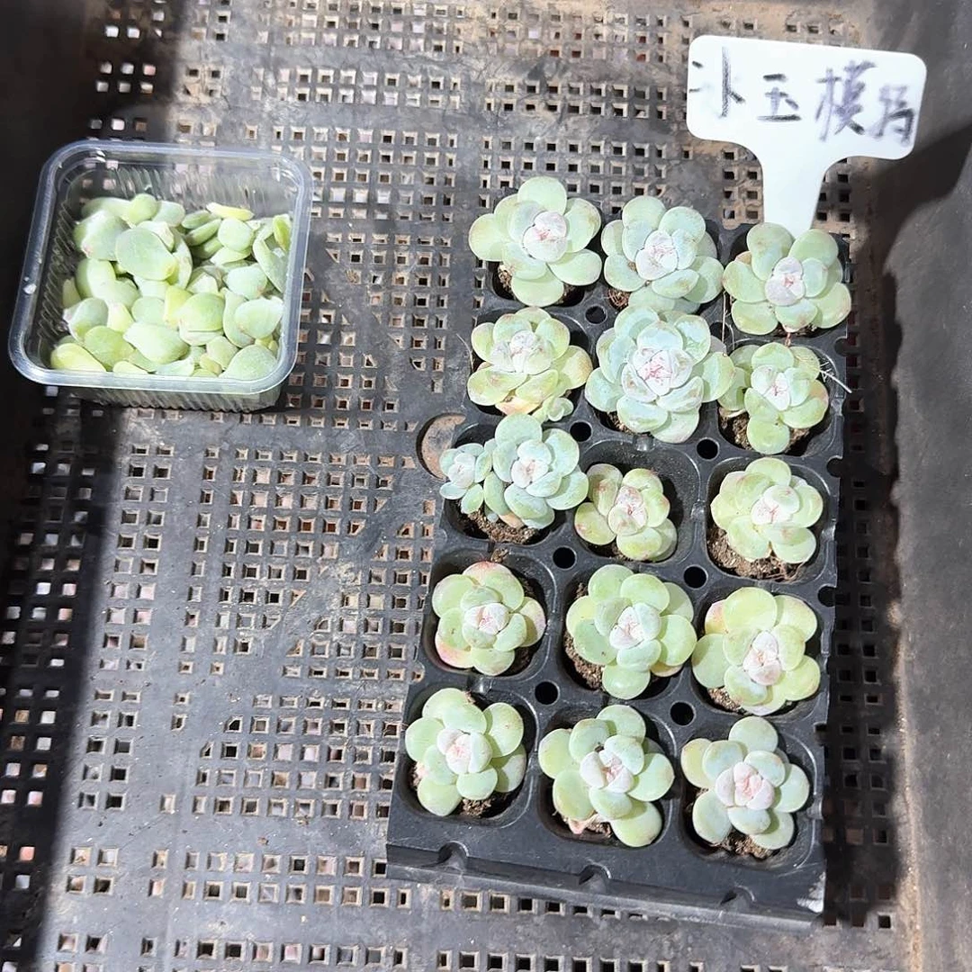 长不大一物一拍专拍