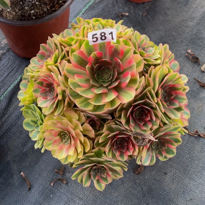 581老庄多肉法师雨荷