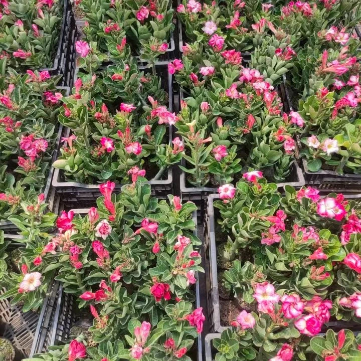 沙漠玫瑰一物一拍