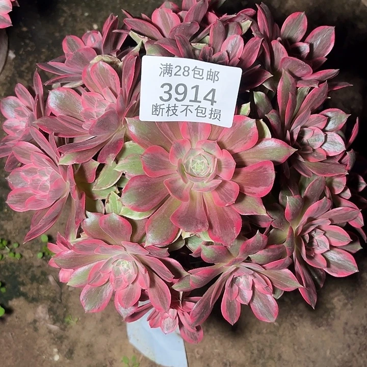 3914浣纱多肉植物