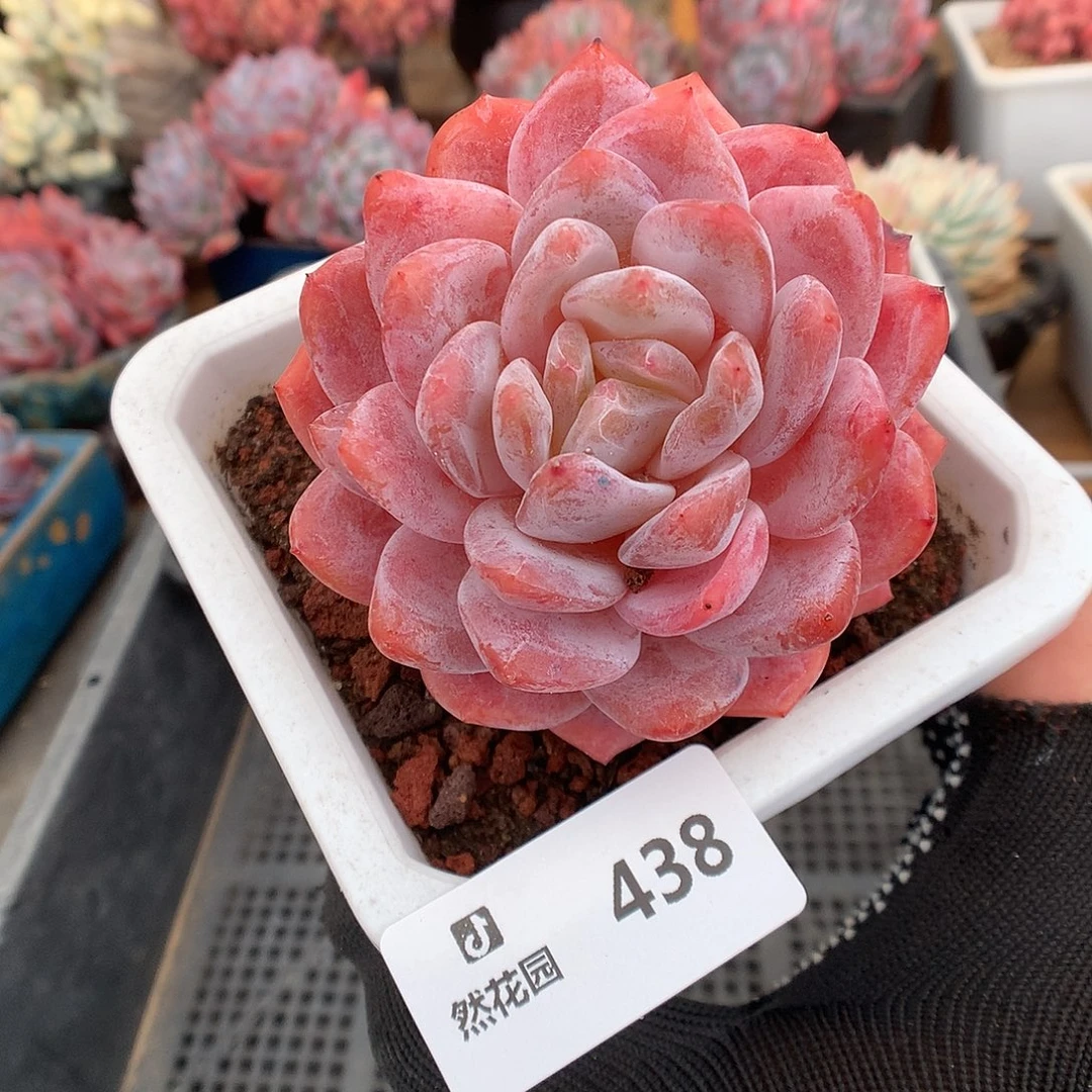 438宽橙多肉植物6666