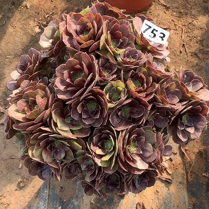 多肉植物黑魔朵朵753