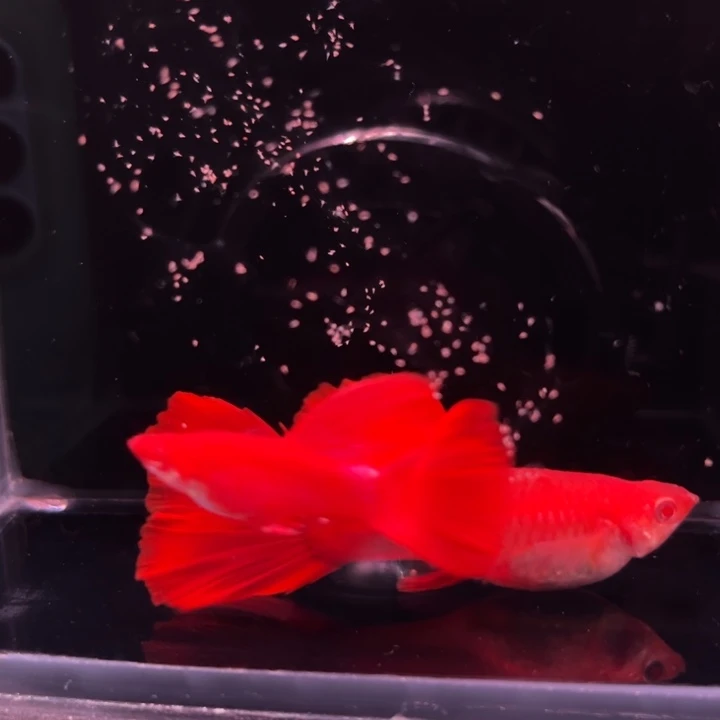 孔雀鱼紫林线血红种鱼1对
