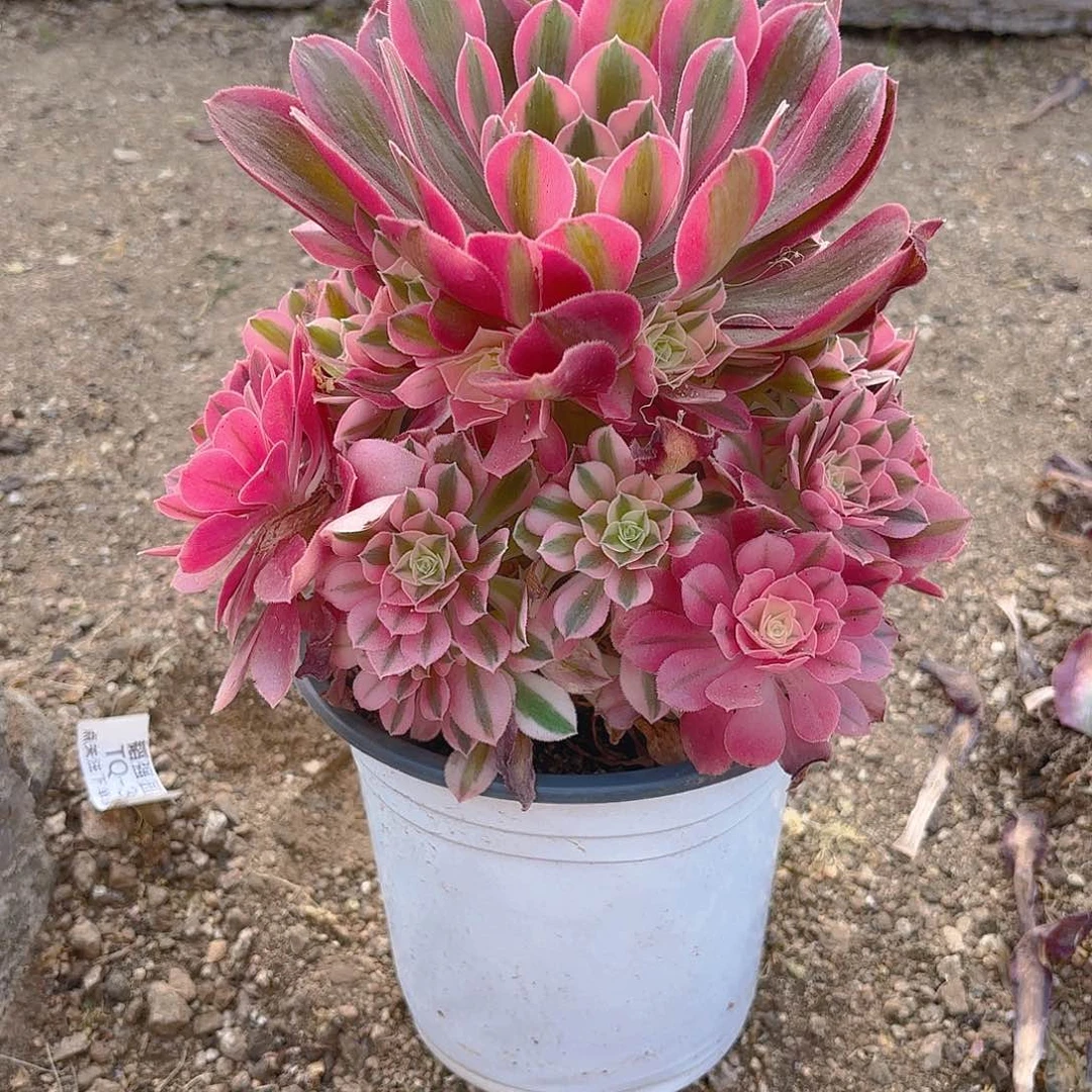 女巫多肉植物手捧