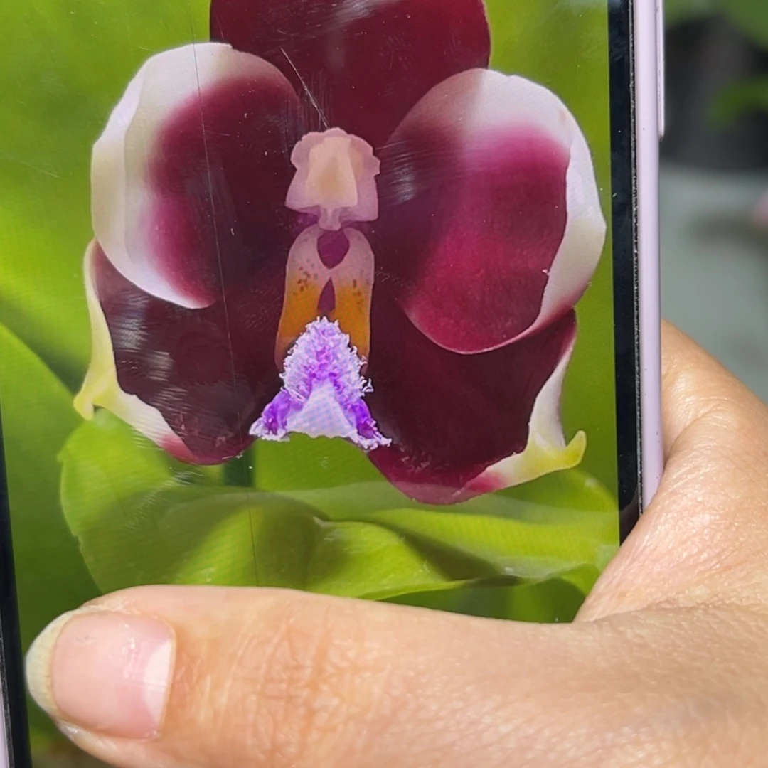 当前无花栽培后可以开花