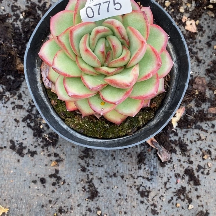 用****3精品多肉植物0775