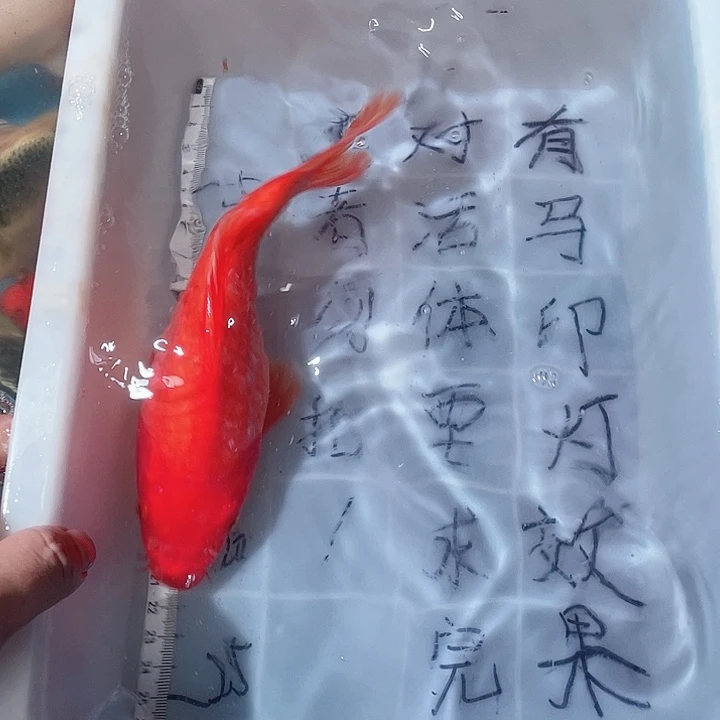 蝴蝶鲤鱼渔场直发64