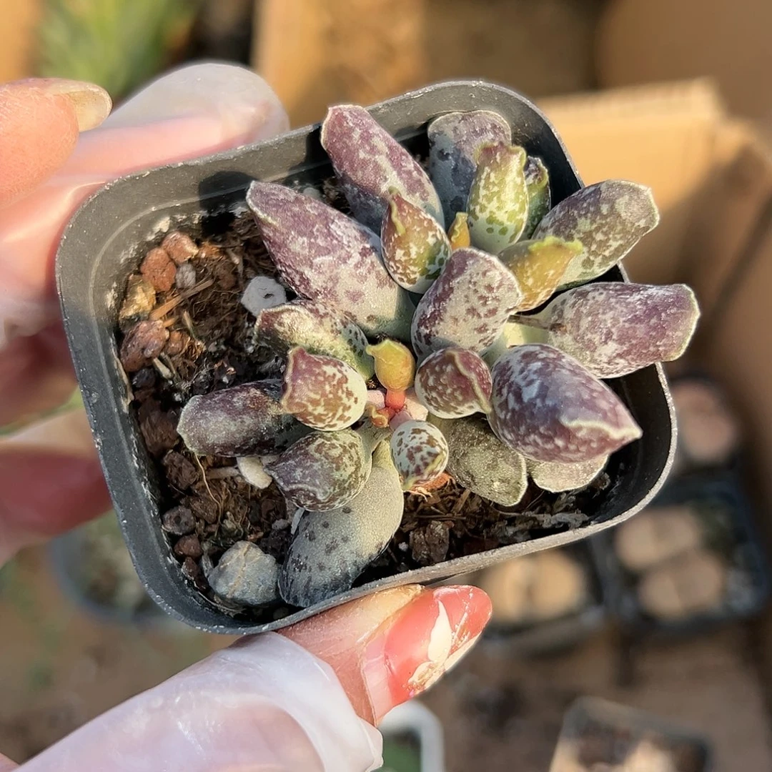 多肉植物海豹多肉