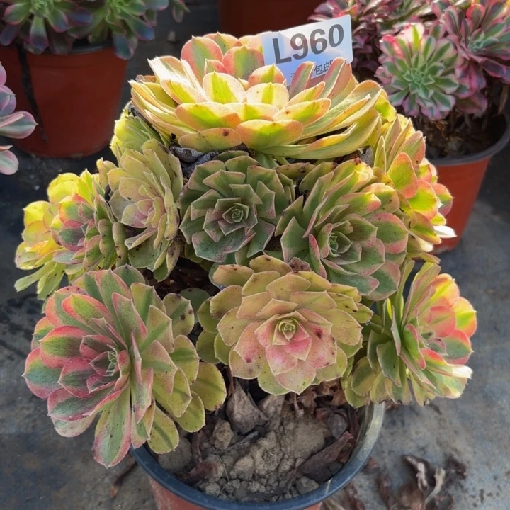 瑞妈多肉园艺960-