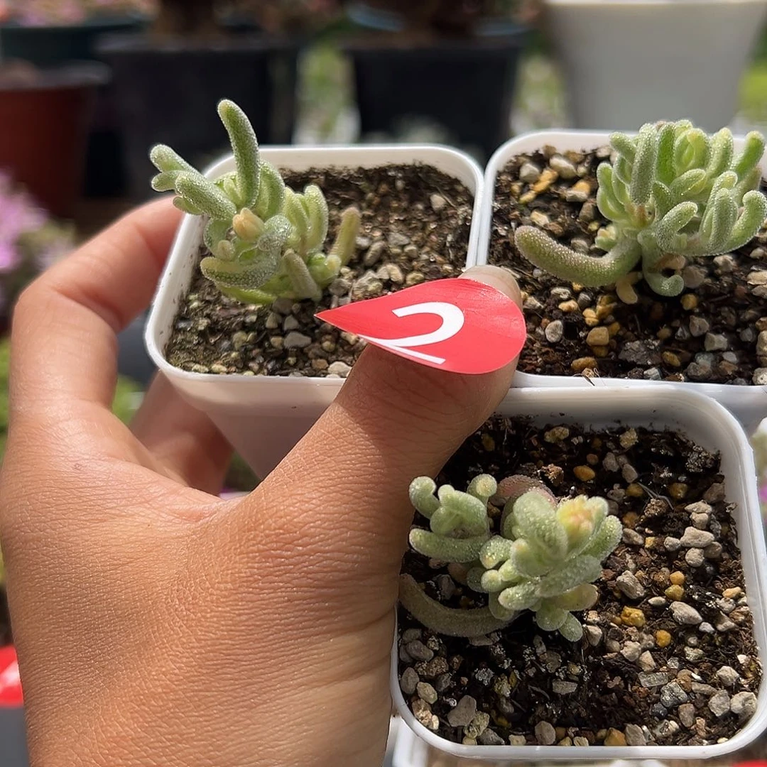 ?**?2号3颗枝干4.26多肉