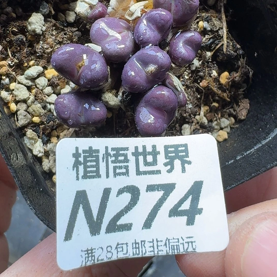 多肉植物的人生ghhj