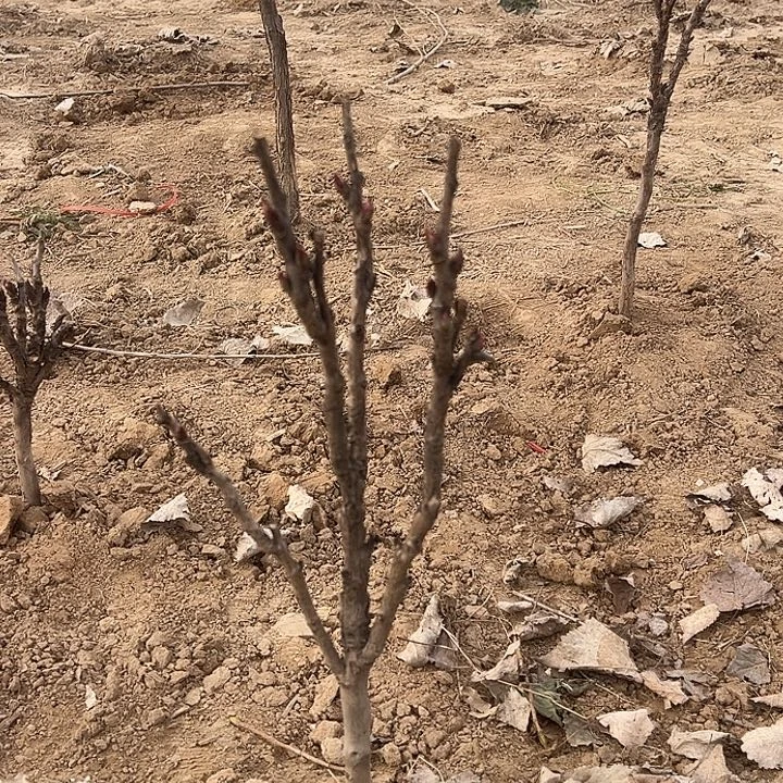 辜***氏完全开放花王中颗