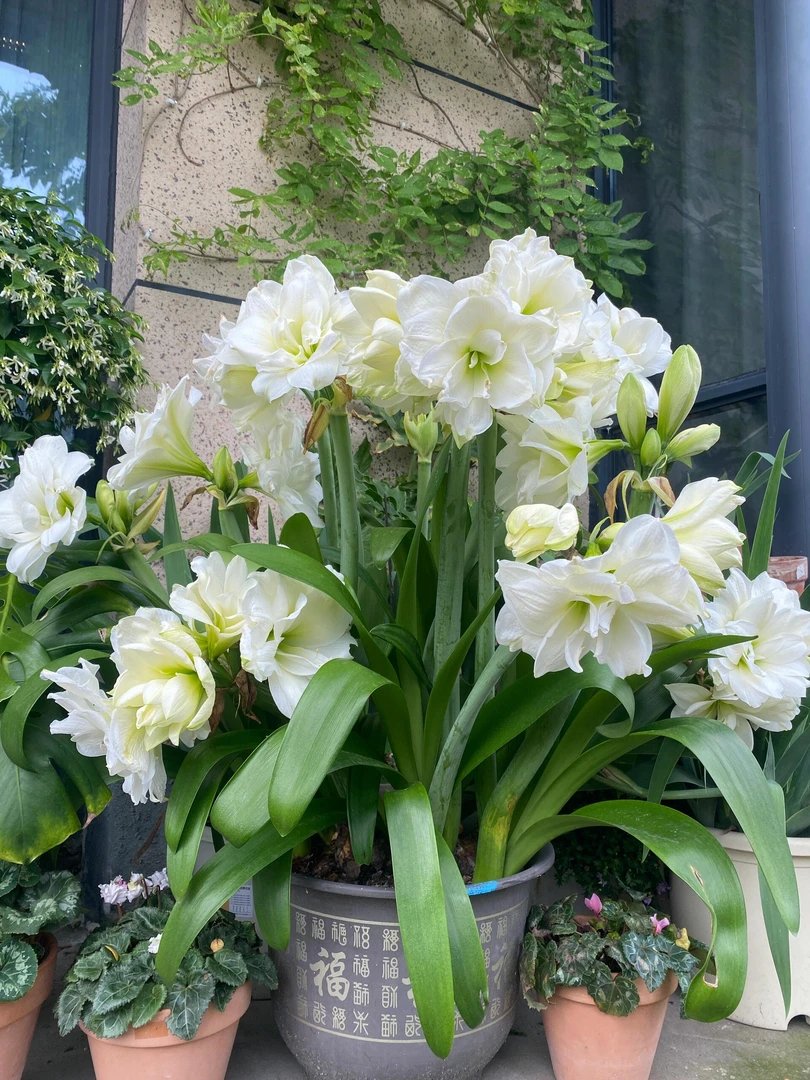 (阿弗雷)朱顶红自然球基地直发包对版