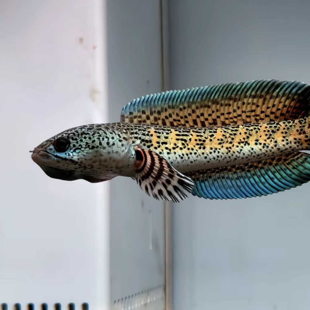 眼镜蛇雷龙鱼酒红七彩鬼王橙斑鳢淡水猛鱼观赏鱼