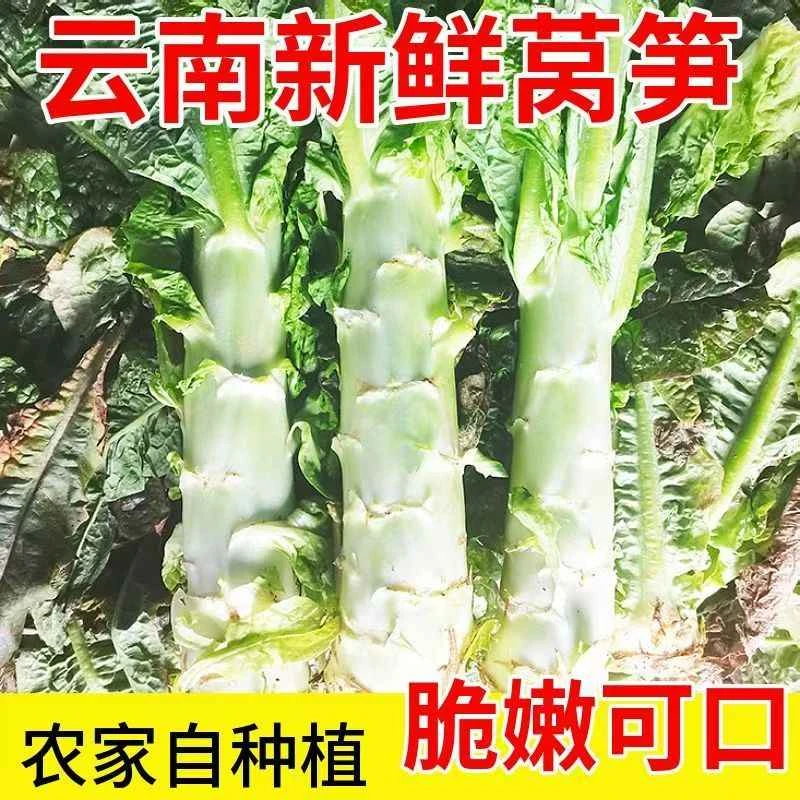 云南新鲜现采莴笋