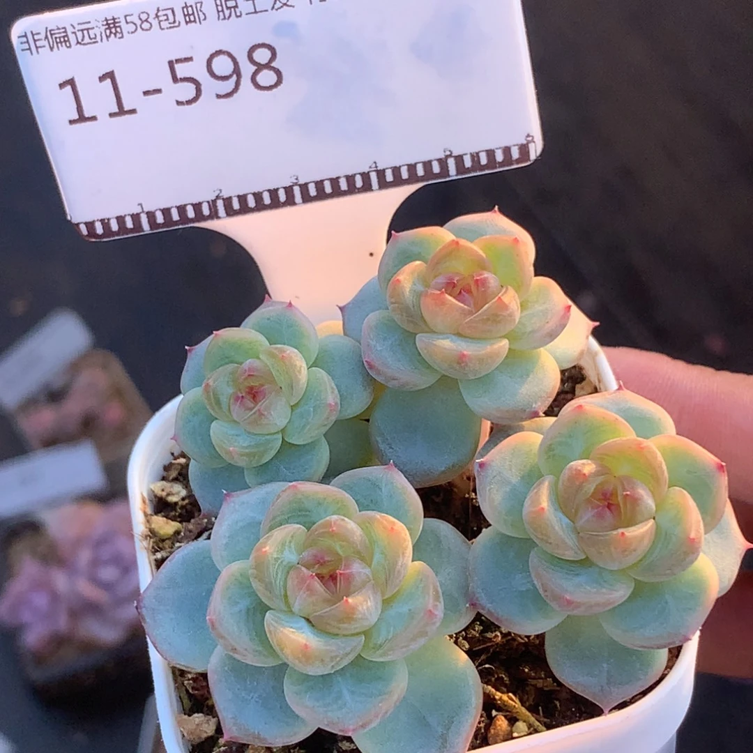 编号甜心自然群58包邮