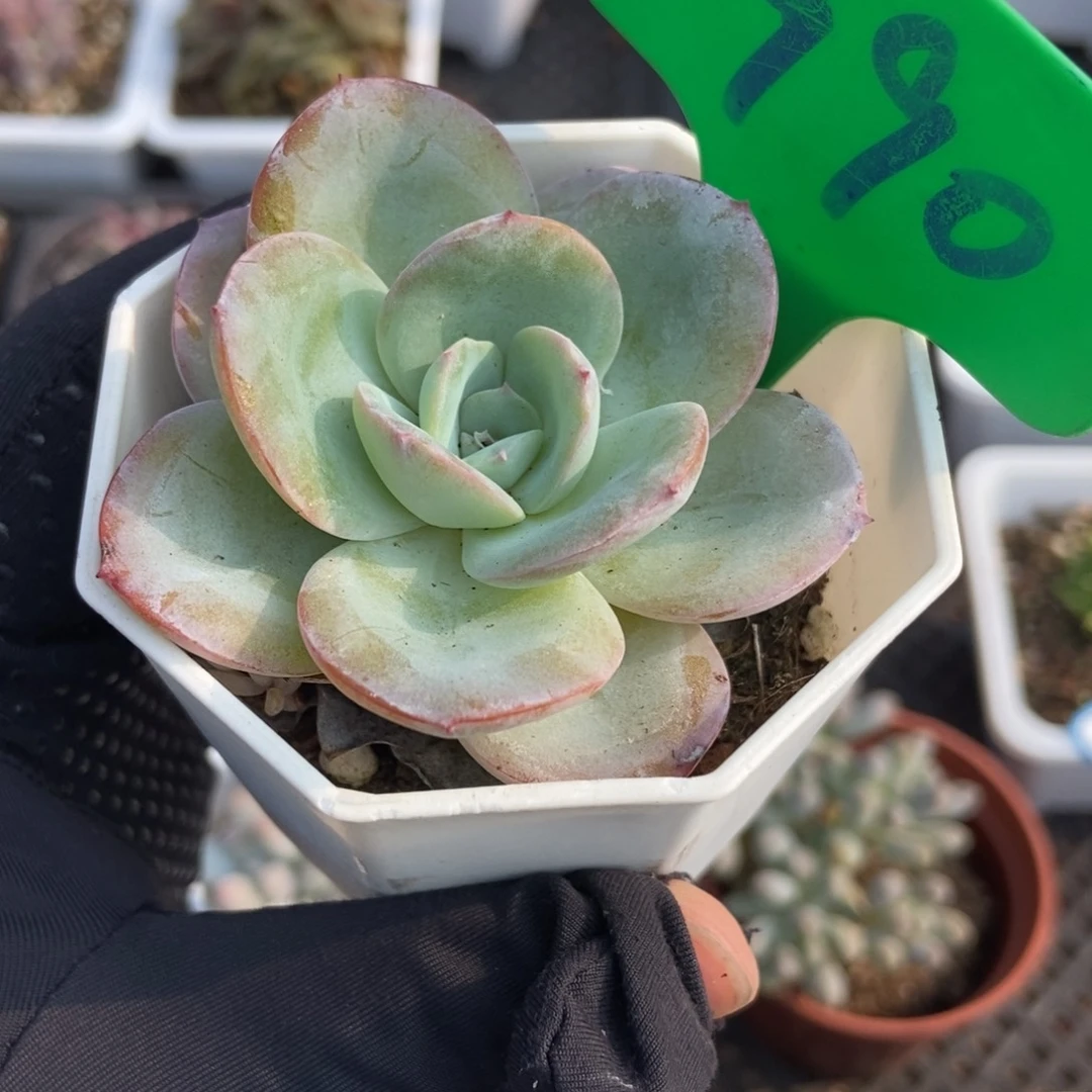 990布鲁蓝多肉植物保护