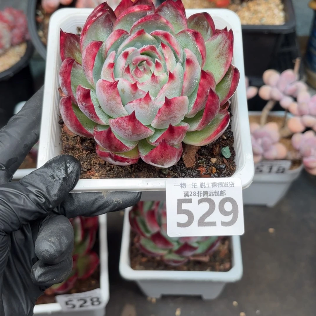 梅***子大惊鸿仙子无盆土发货