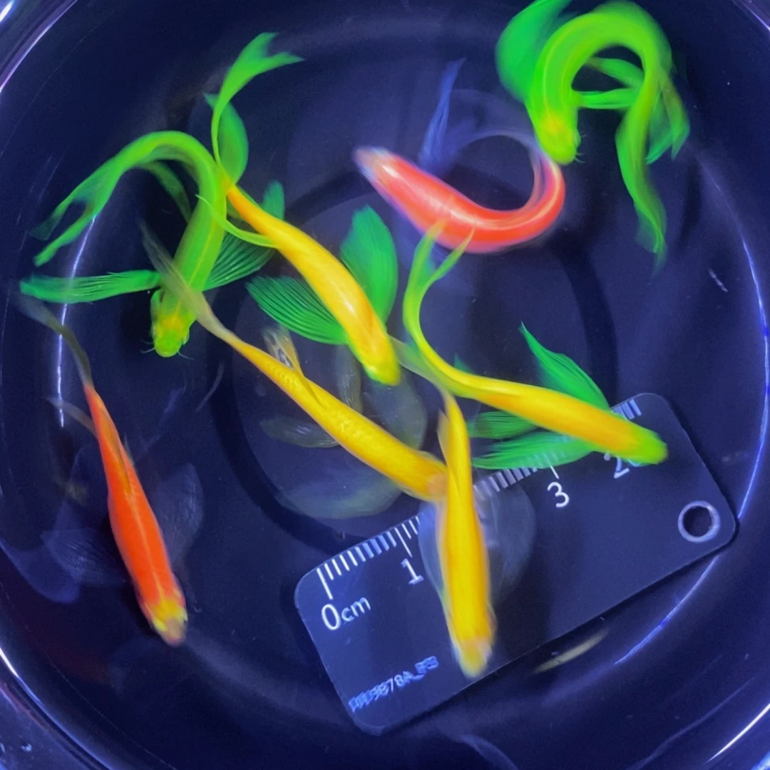斑马鱼蝶翼斑马8条