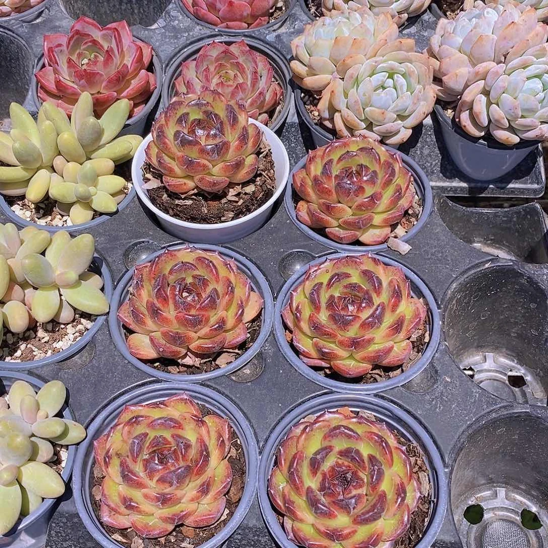 0622- 炫彩黑橙单头福利一颗 量拍