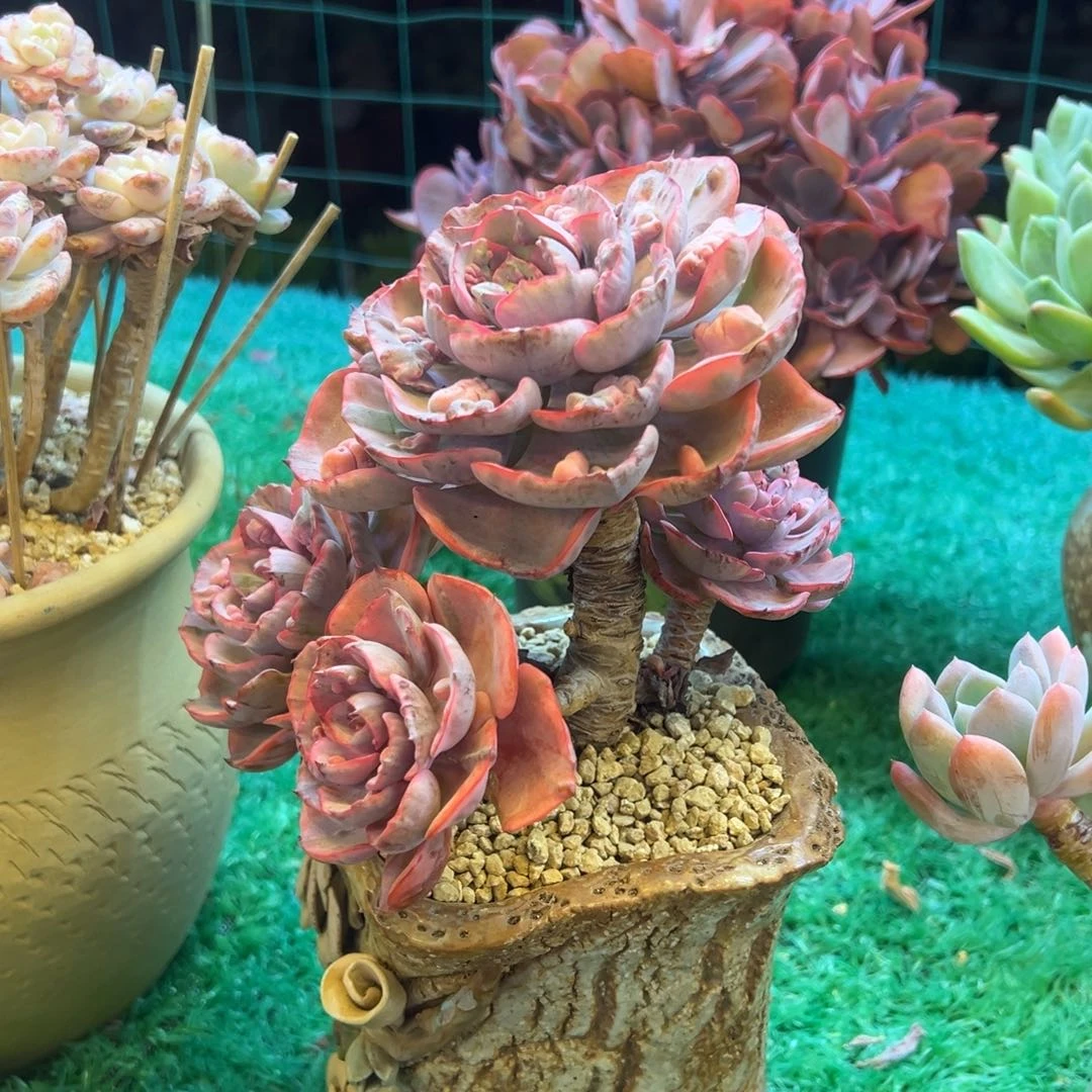 雨滴锦，，，，，，，，，，，，，，，，，