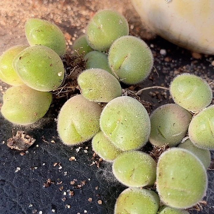 四头毛翠滴一颗有伤