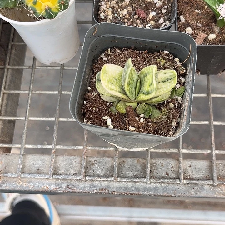 *****我也不知道我为什么要