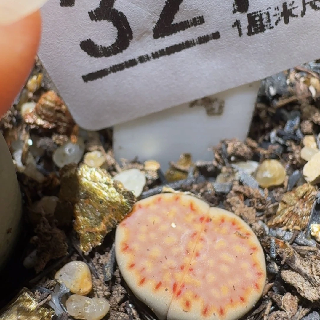 Sssss精品生石花327