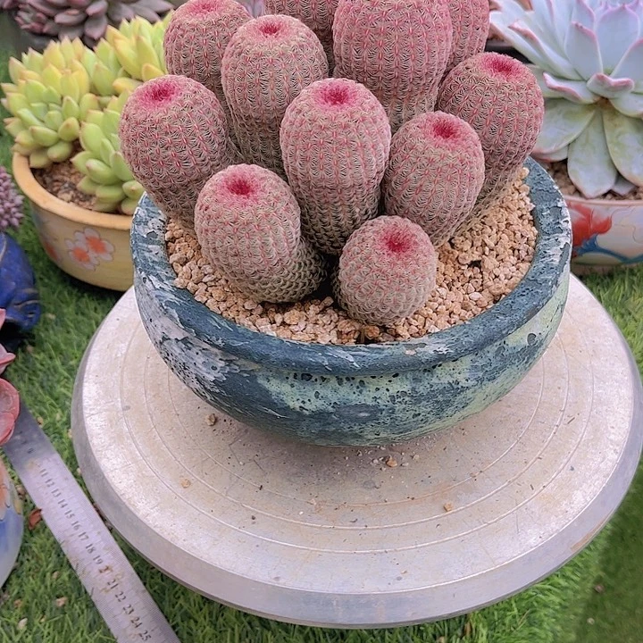 用***8带盆哈哈哈哈哈哈哈哈哈哈哈哈