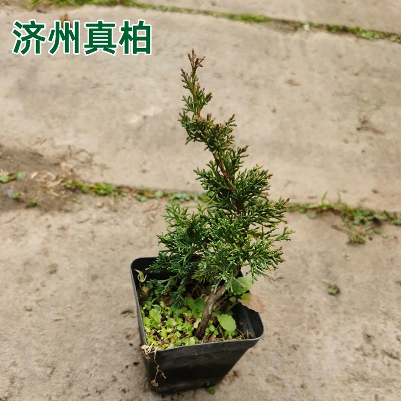 济州真柏苗子新手盆景素材阳台客厅摆放庭院种植花卉四季绿植盆栽