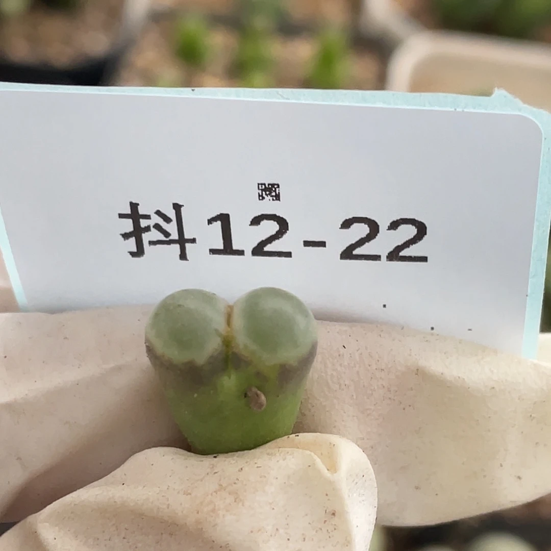 12-22磁铁多肉植物
